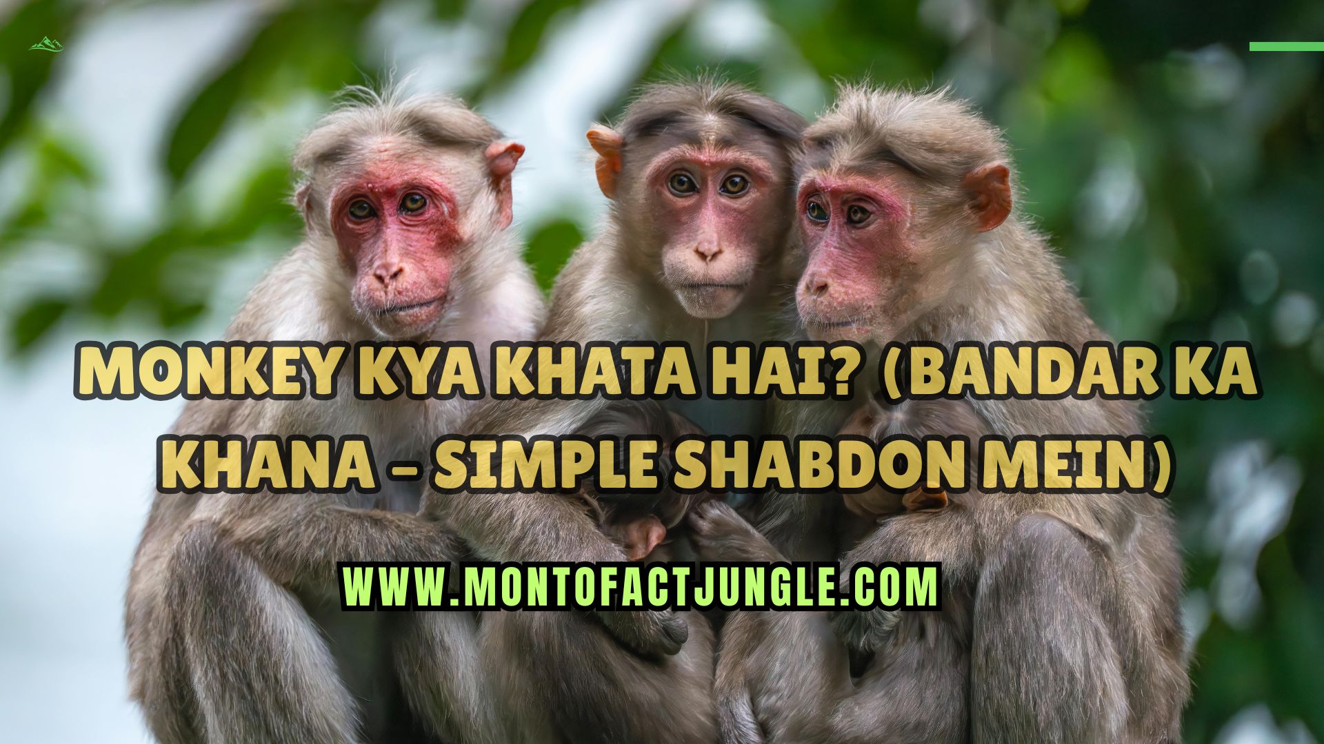 Monkey Kya Khata Hai? (Bandar Ka Khana – Simple Shabdon Mein)