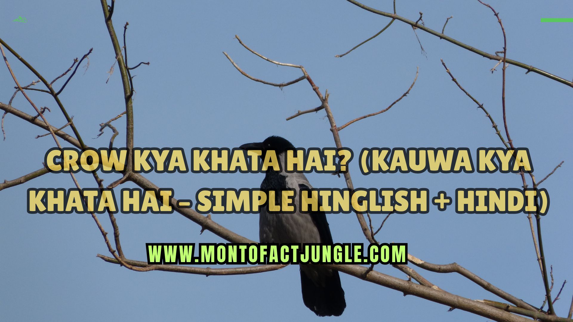 Crow Kya Khata Hai? (Kauwa Kya Khata Hai – Simple Hinglish + Hindi)