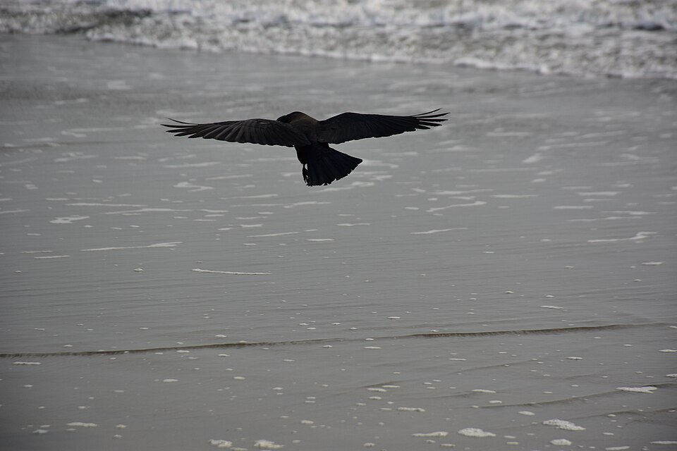 Crow flying over a sandy beach showing the natural habitat and flight of a crow (Kauwa).