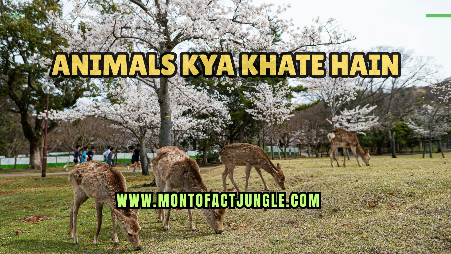 Animals Kya Khate Hain? – Complete Guide