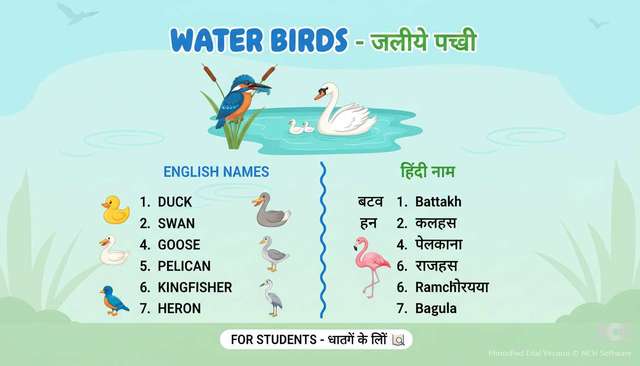 Water Birds Name in English and Hindi (पानी में रहने वाले पक्षियों के नाम)