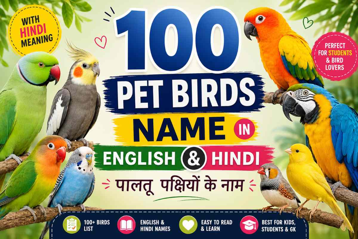 100 Pet Birds Name in English and Hindi chart with colorful parrots, budgies, cockatiels, lovebirds and canaries for students and kids