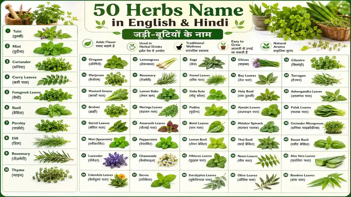 50 Herbs Name in English and Hindi with pictures showing Tulsi (рддреБрд▓рд╕реА), Mint (рдкреБрджреАрдирд╛), Coriander (рдзрдирд┐рдпрд╛), Curry Leaves (рдХрд░реА рдкрддреНрддрд╛), Basil, Rosemary, Thyme, Oregano, Parsley, Lemongrass, Dill, and other common herbs.