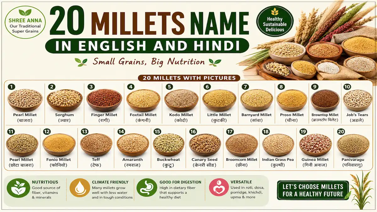 20 Millets Name in English and Hindi with Pictures including Bajra, Jowar, Ragi, Foxtail Millet, Kodo Millet, Little Millet, Barnyard Millet, Proso Millet, and Browntop Millet