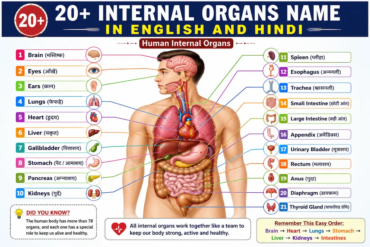 Human internal organs chart showing 20+ organs with their English and Hindi names, including the brain, heart, lungs, liver, kidneys, stomach, pancreas, intestines, and other important organs.