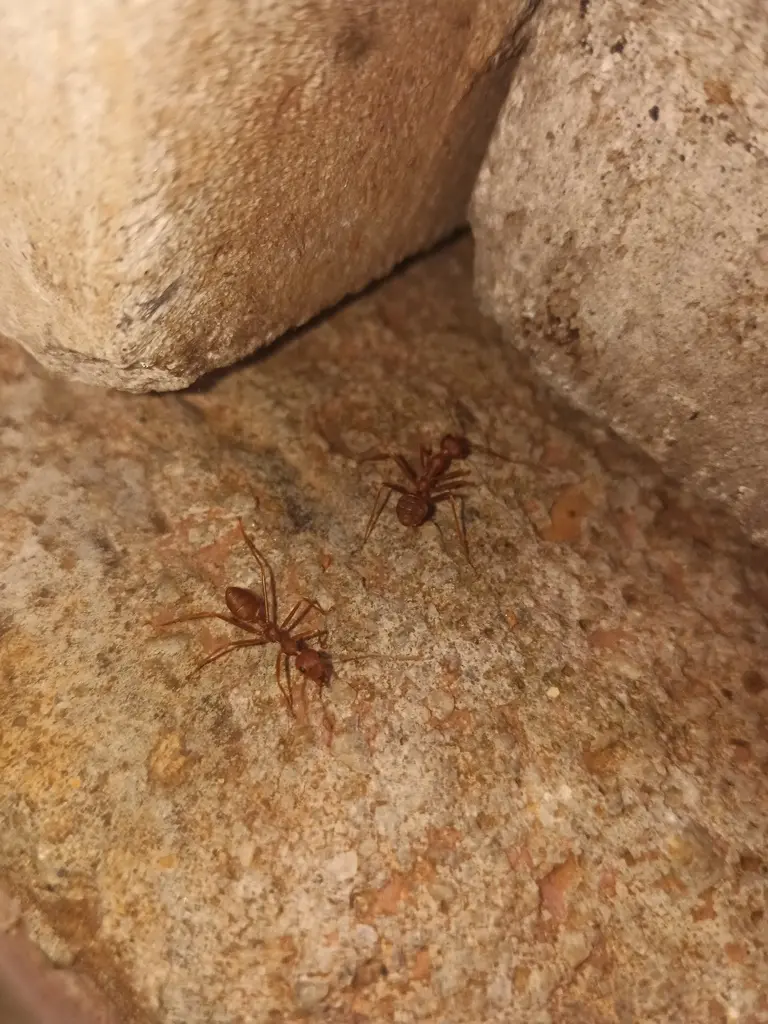 Asian Weaver Ant (Oecophylla smaragdina) photographed by Monto Fact Jungle