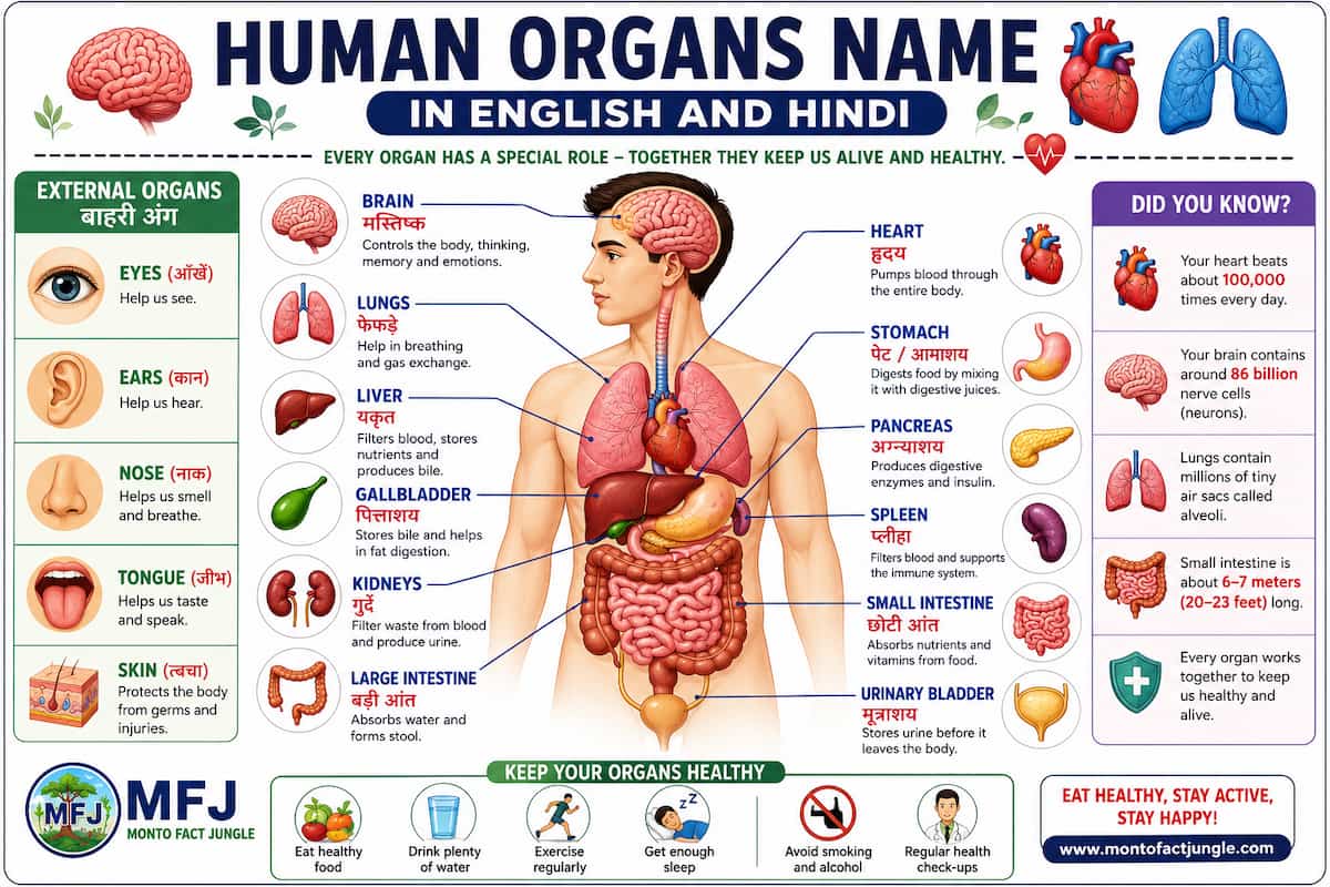 Educational infographic showing Human Organs Name in English and Hindi with labeled external and internal organs, including the brain, heart, lungs, liver, stomach, kidneys, intestines, pancreas, spleen, gallbladder, urinary bladder, eyes, ears, nose, tongue, and skin.