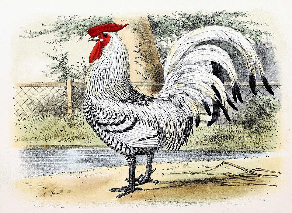 chicken image