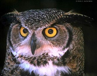 🦉 Why Are Owl Ears So Special?