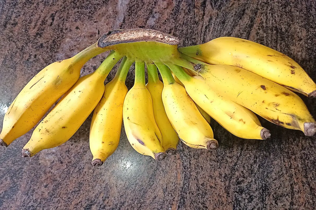 front view, yelakki banana