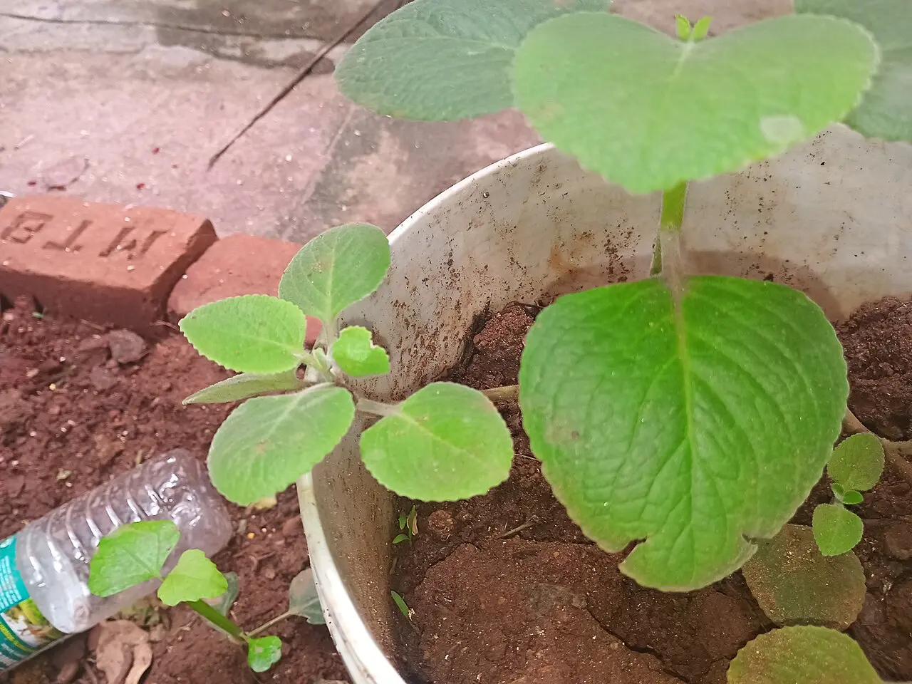 Indian_Borage, Coleus_amboinicus, garden view, original photograph by Montofactjungle