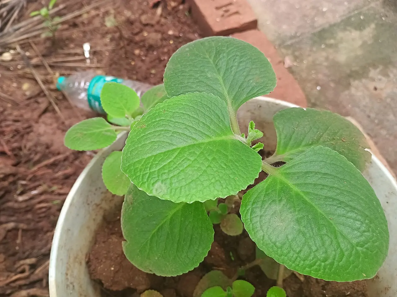 Original photograph of Indian borage Coleus amboinicus shot in my garden by Montofactjungle 