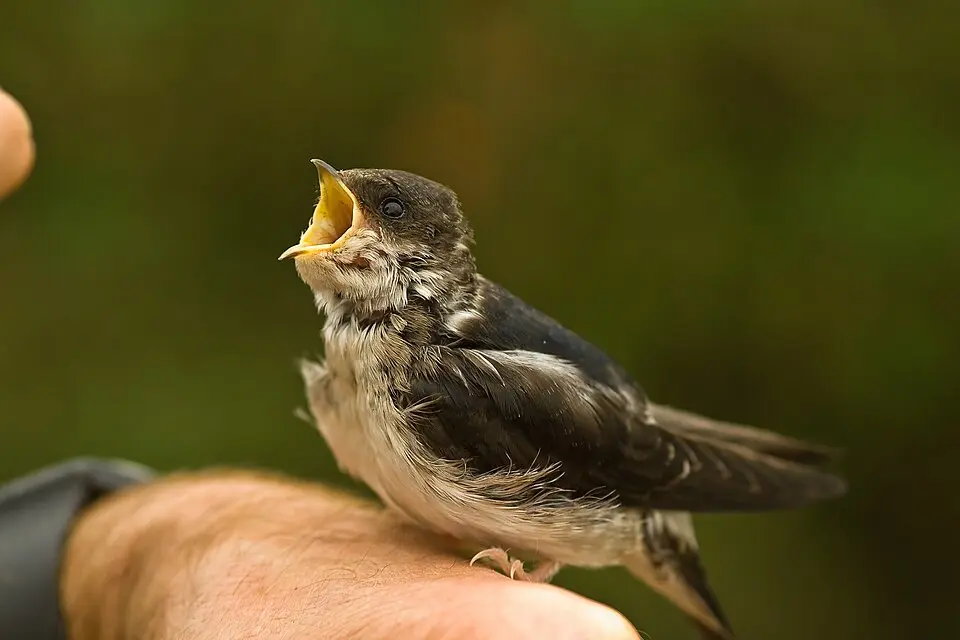 Common House Martin chick with open mouth
