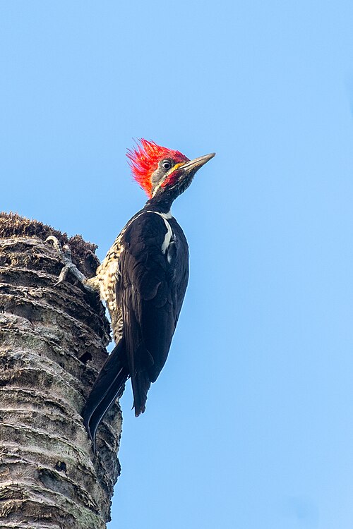 image of woodpecker