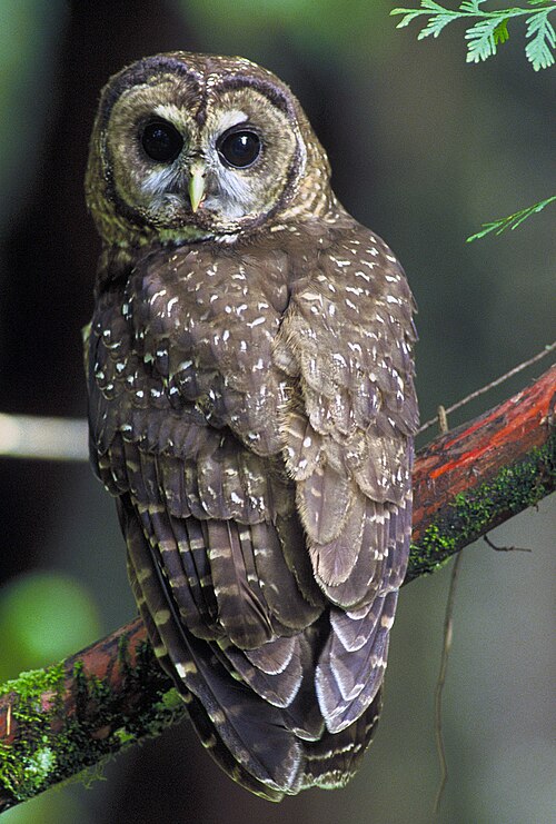 image of a owl