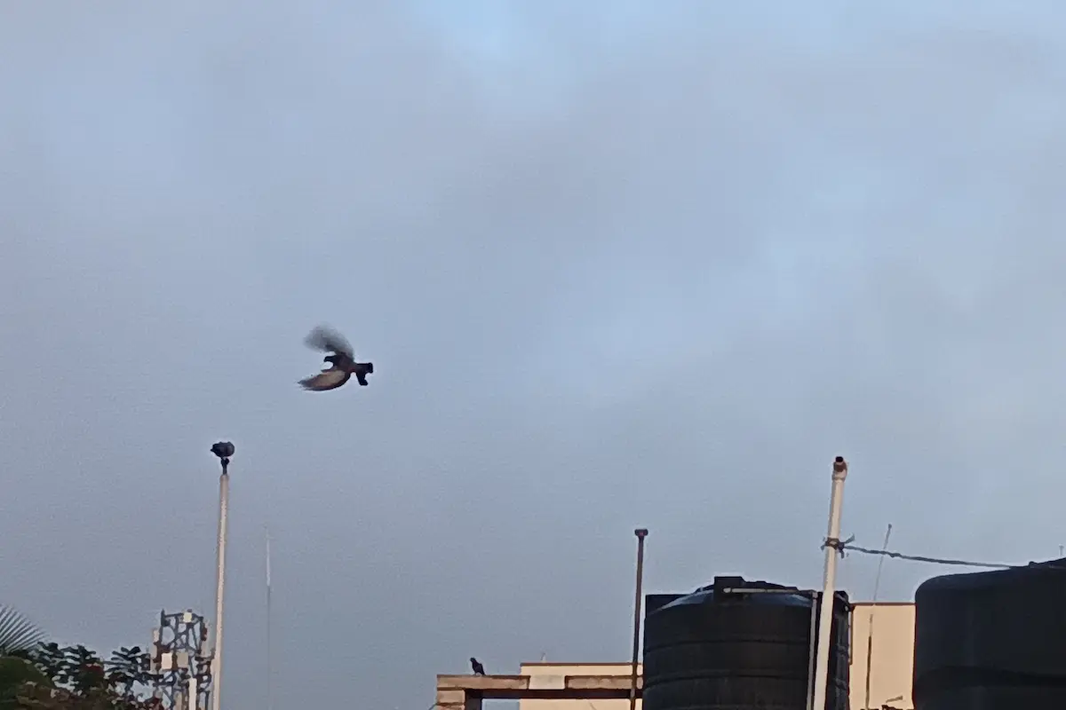 morning pigeon flying over sky in urban city