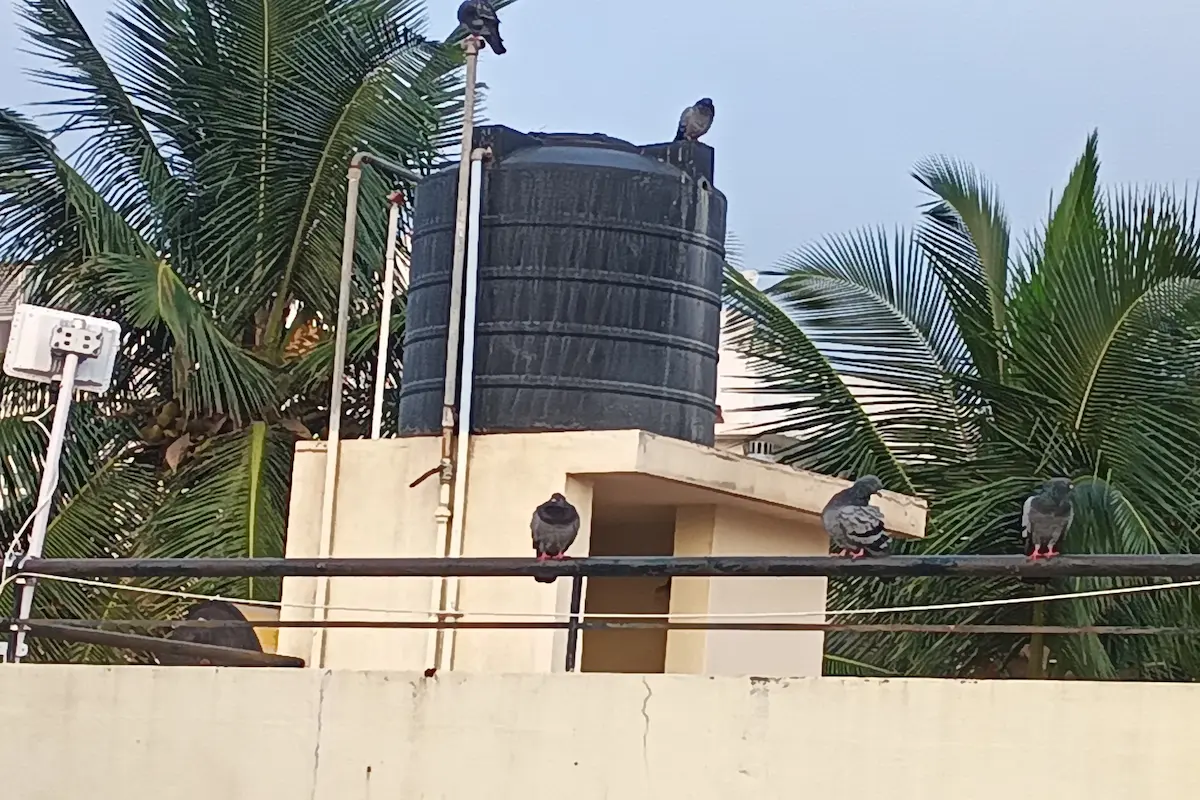 MFJ Field Note #001 — Morning Bird Calls and Pigeon Observation