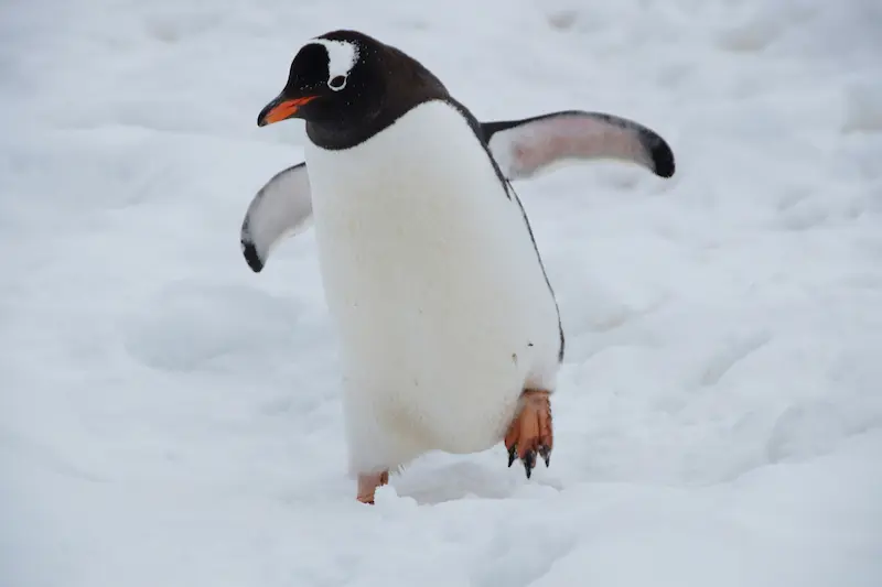 Do Flightless Birds Still Have Feathers?