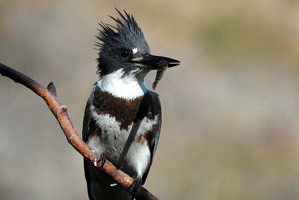 kingfisher having a bite