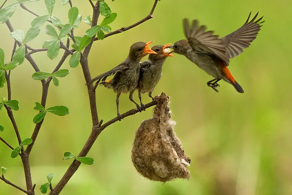 Adult bird feeding an insect to a baby bird in a nest
