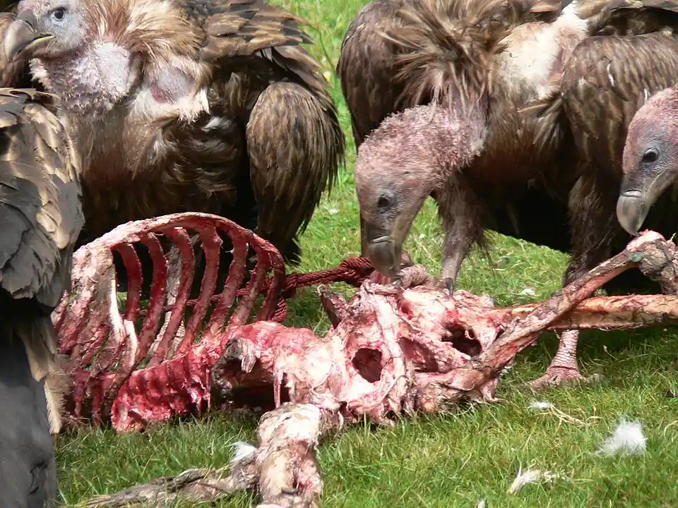 Vulture feeding on an animal, an example of a bird that eats animal food