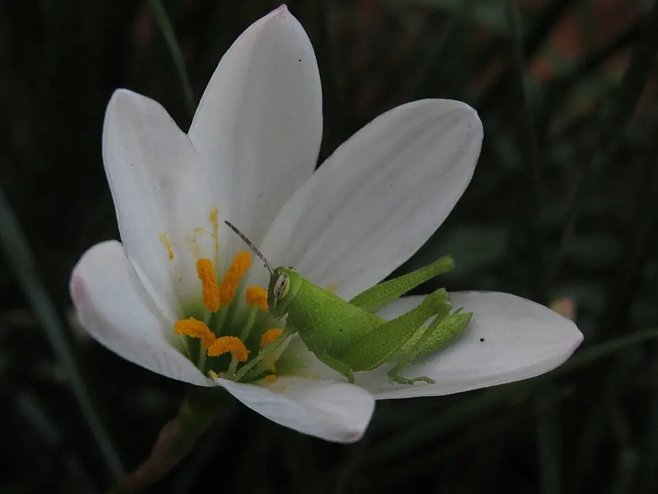 pollination process done via grasshopper insect