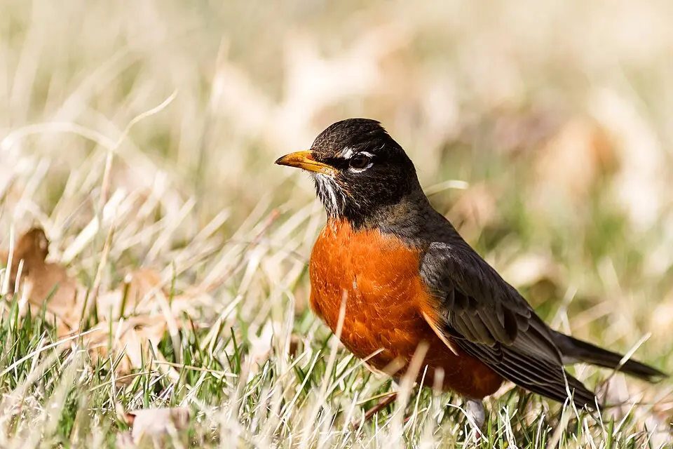 american robin standing on grass