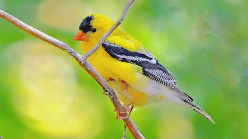 American Gold Finch in early summer