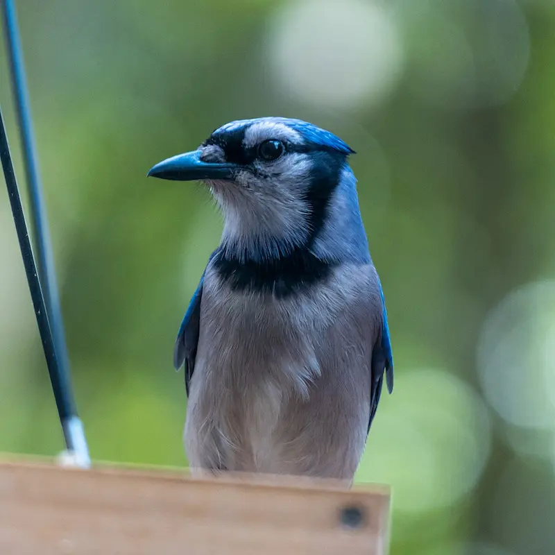 blue jay bird