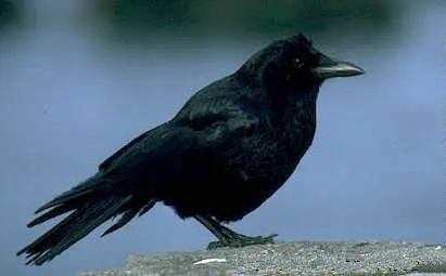 American crow