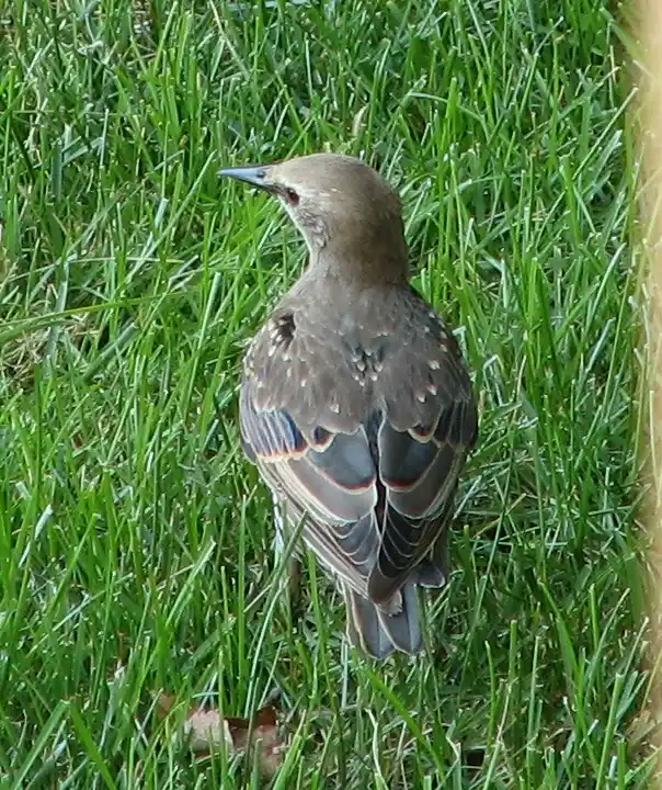 European Starling in First Winter Plumage