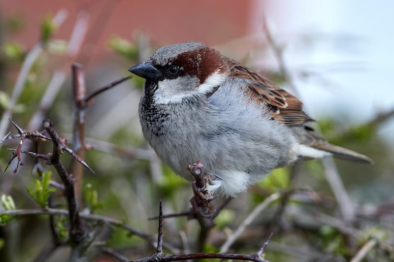 house sparrow on tree