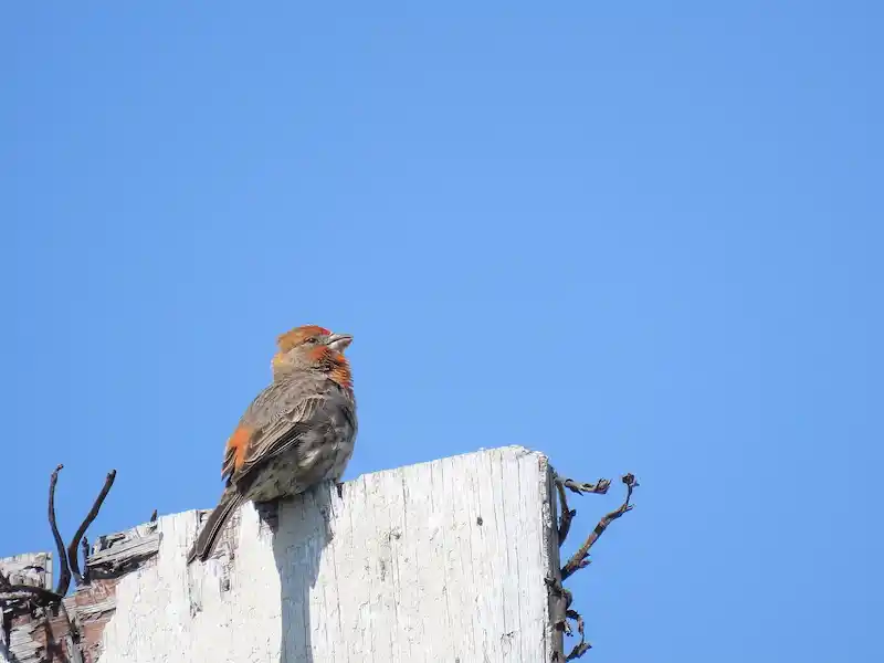 male house finch in Tijuana