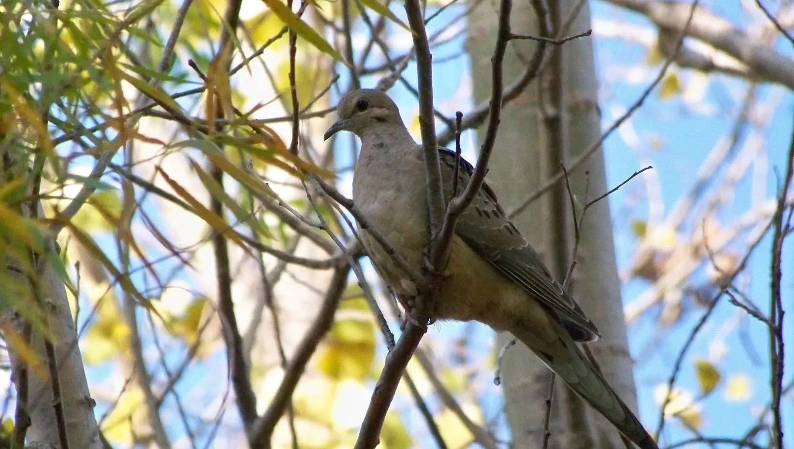 Mourning Dove sitting on a tree branch