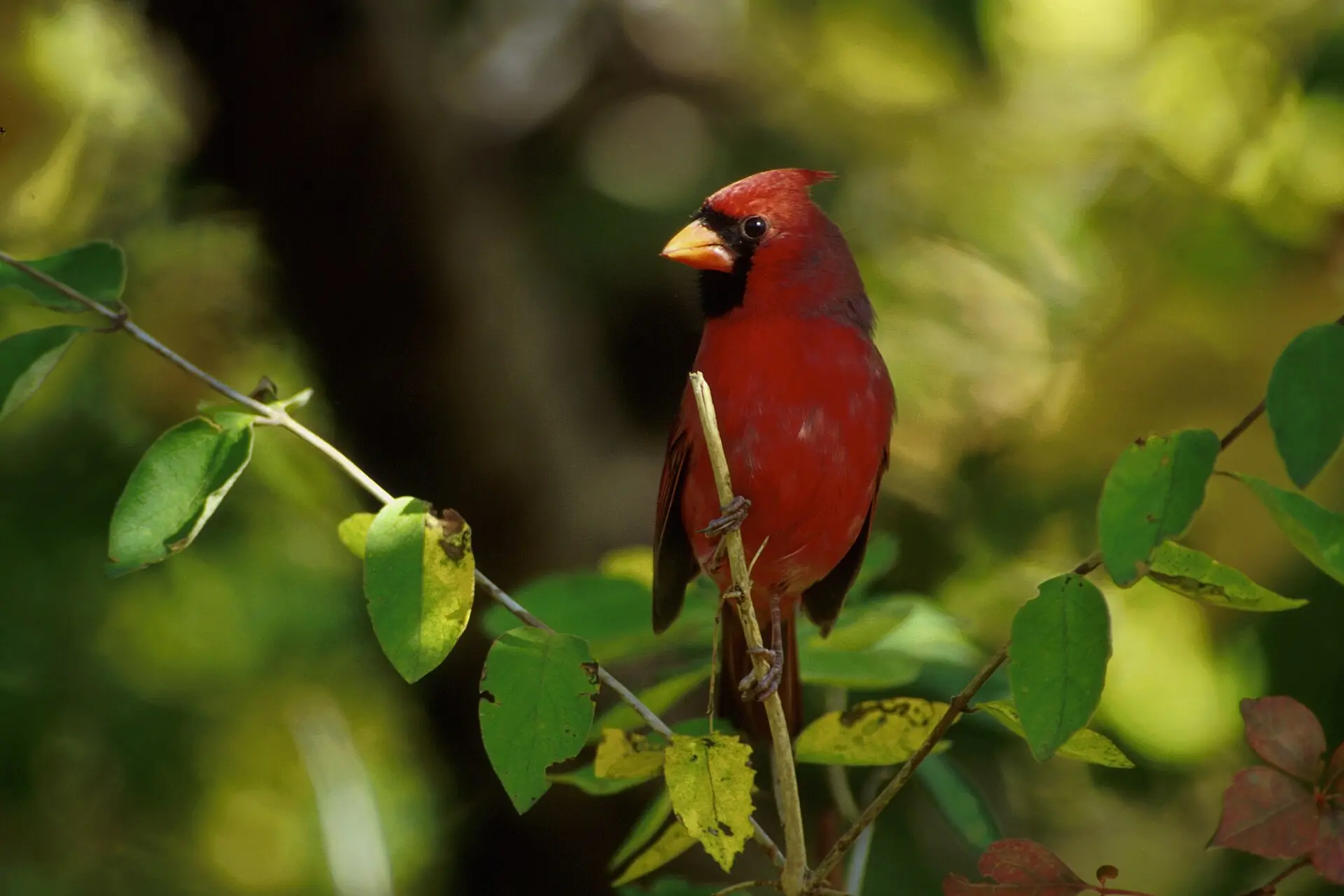 Northern cardinal on tree