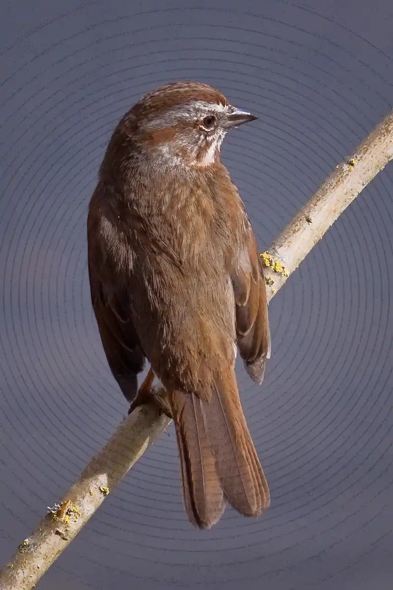 Song Sparrow bird