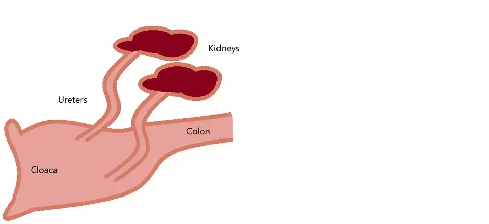 Anatomy of Bird urinary tract showing kidneys