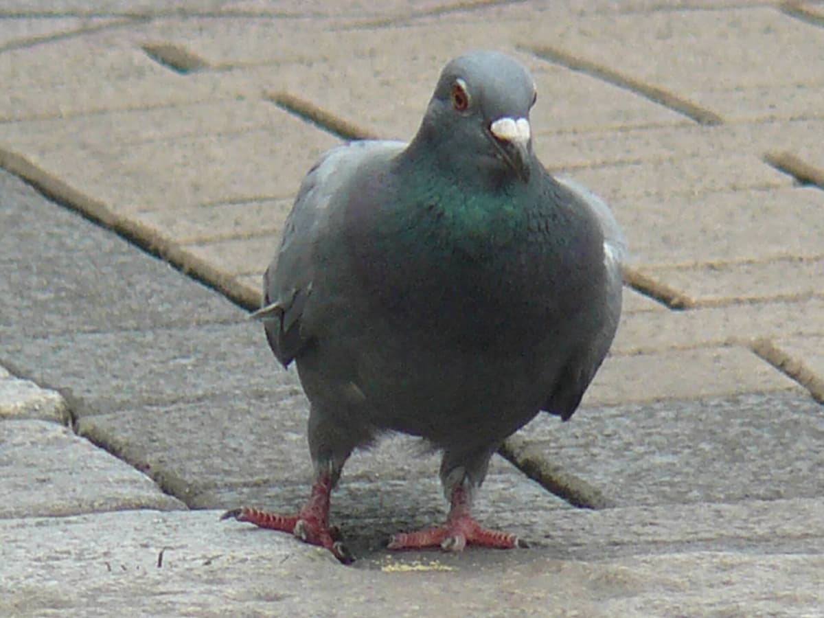 feral pigeon walking