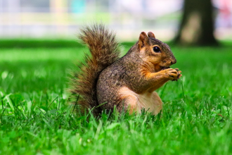 Picture of Squirrel eating nut in grass