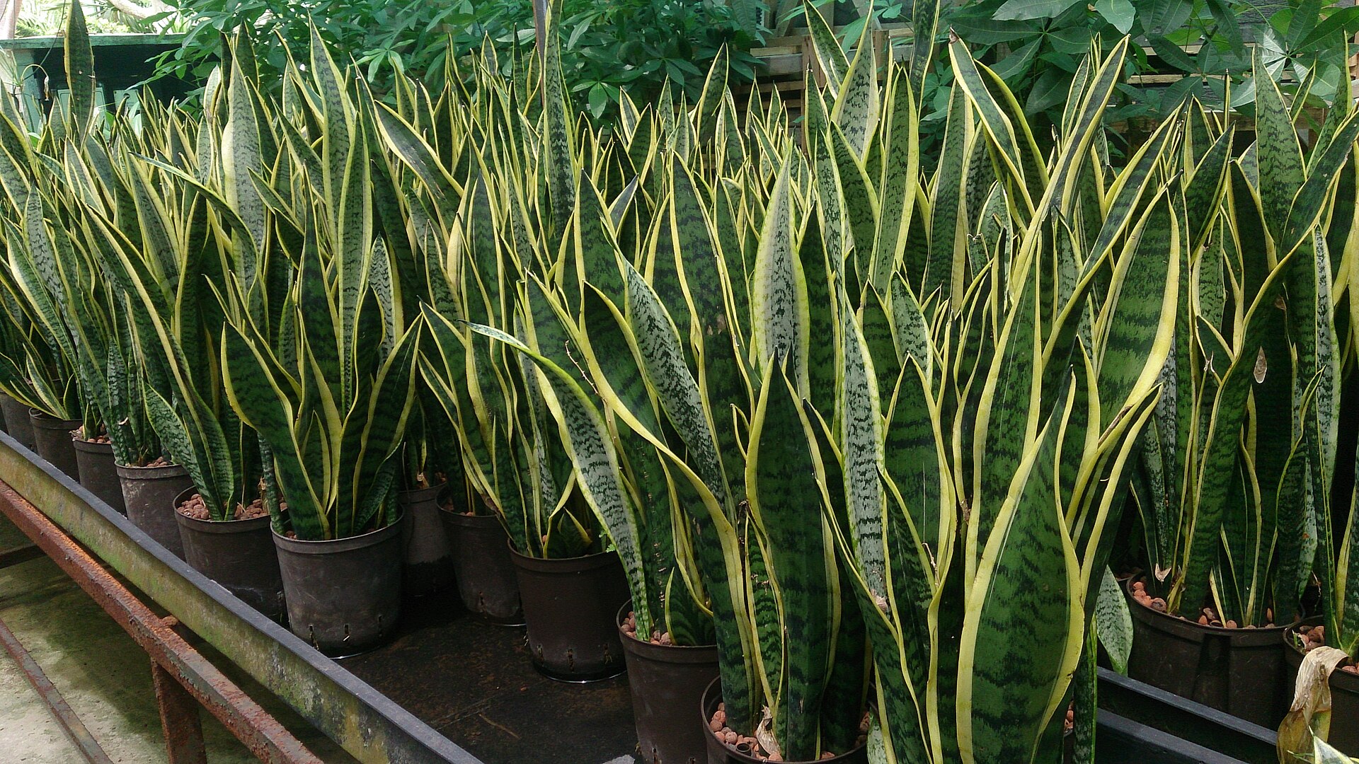 The Ultimate Snake Plant Care Guide: Why It’s the Perfect Indoor Plant for Beginners