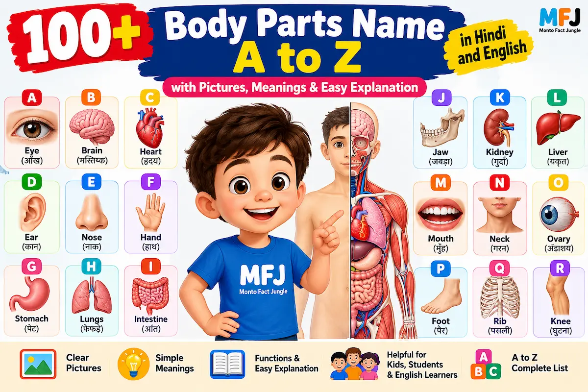 100+ human body parts names A to Z with pictures