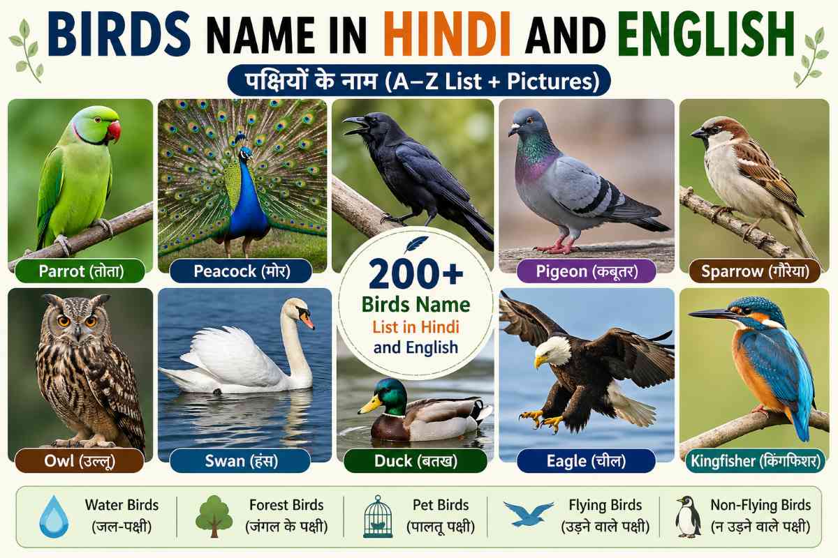 Birds name in Hindi and English chart with pictures