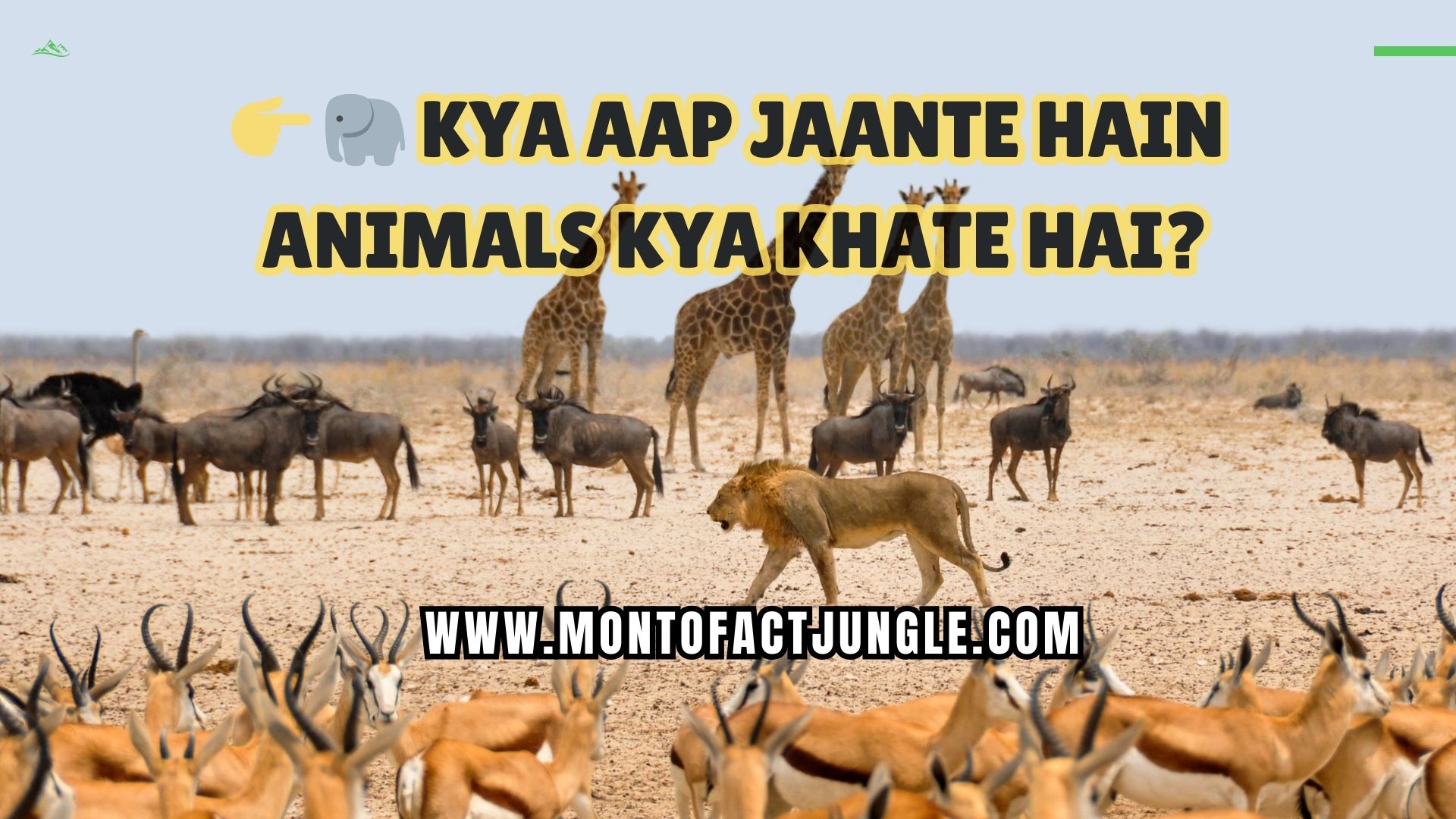 Animals Kya Khate Hain? | Animals Diet List in Hindi