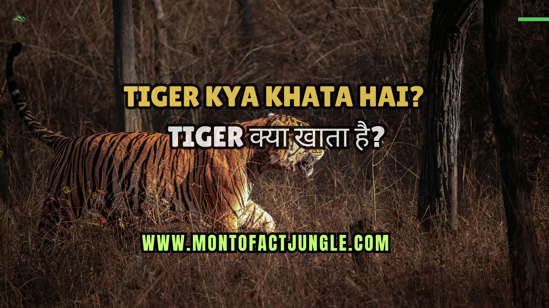 Tiger Kya Khata Hai Tiger क्या खाता है