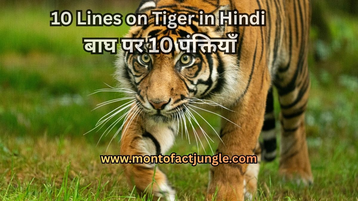 10 Lines on Tiger in Hindi | बाघ पर 10 पंक्तियाँ